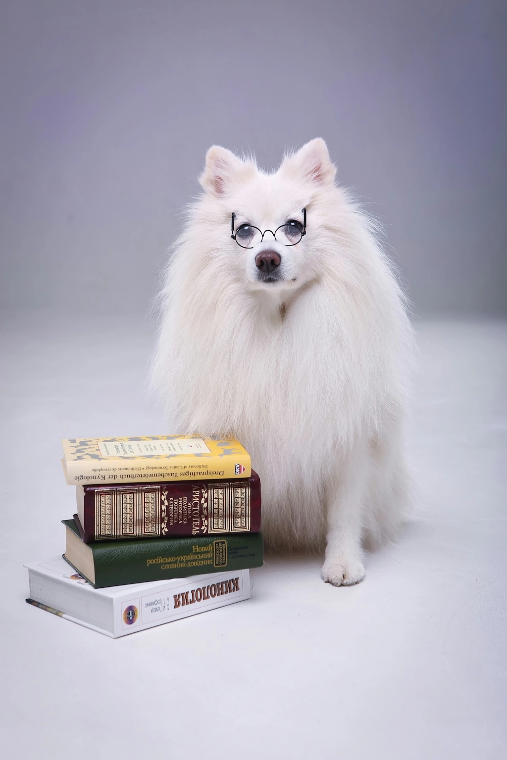 blogs pour les animaux