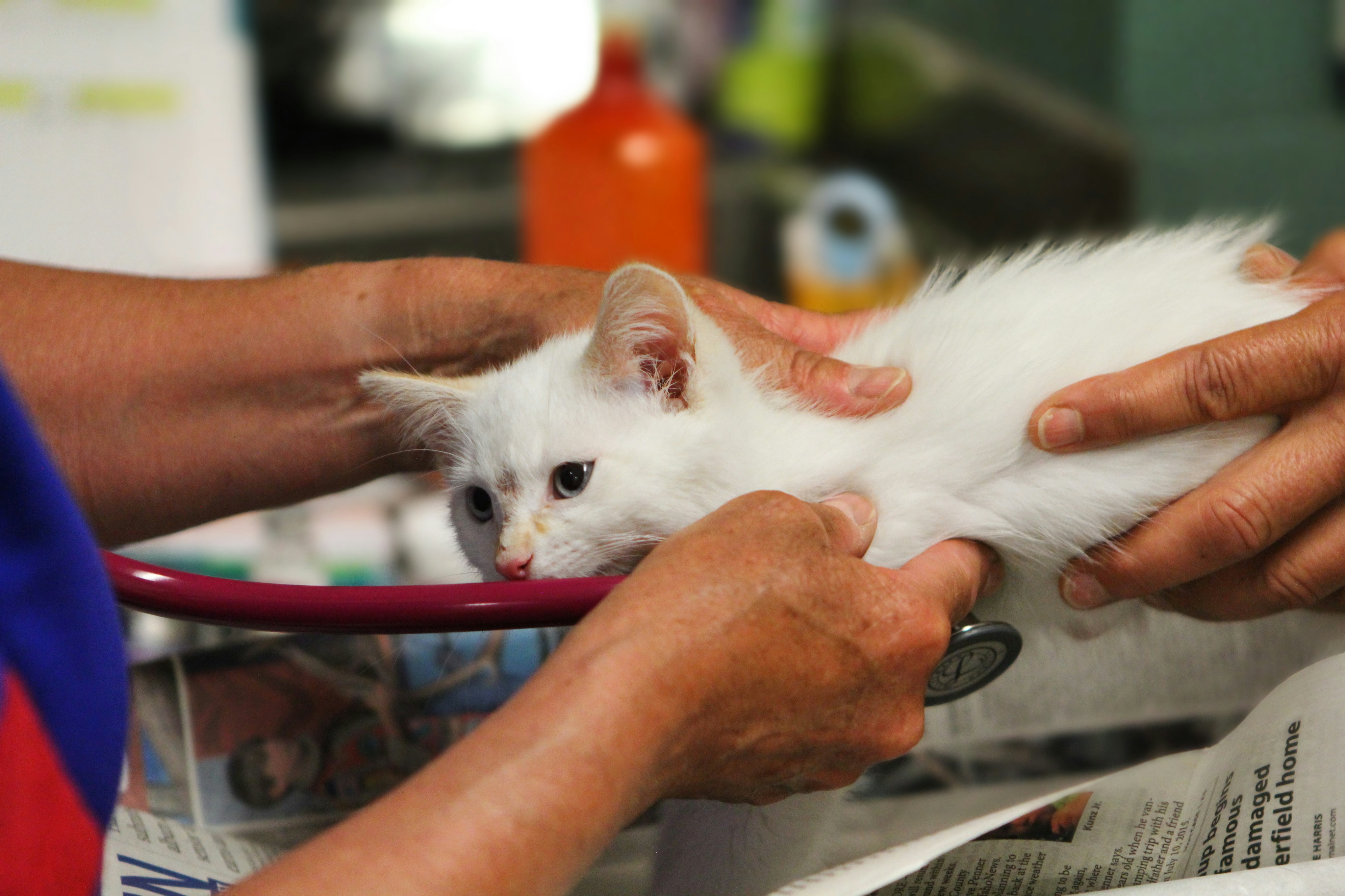 professionnels animaliers sur Boop
