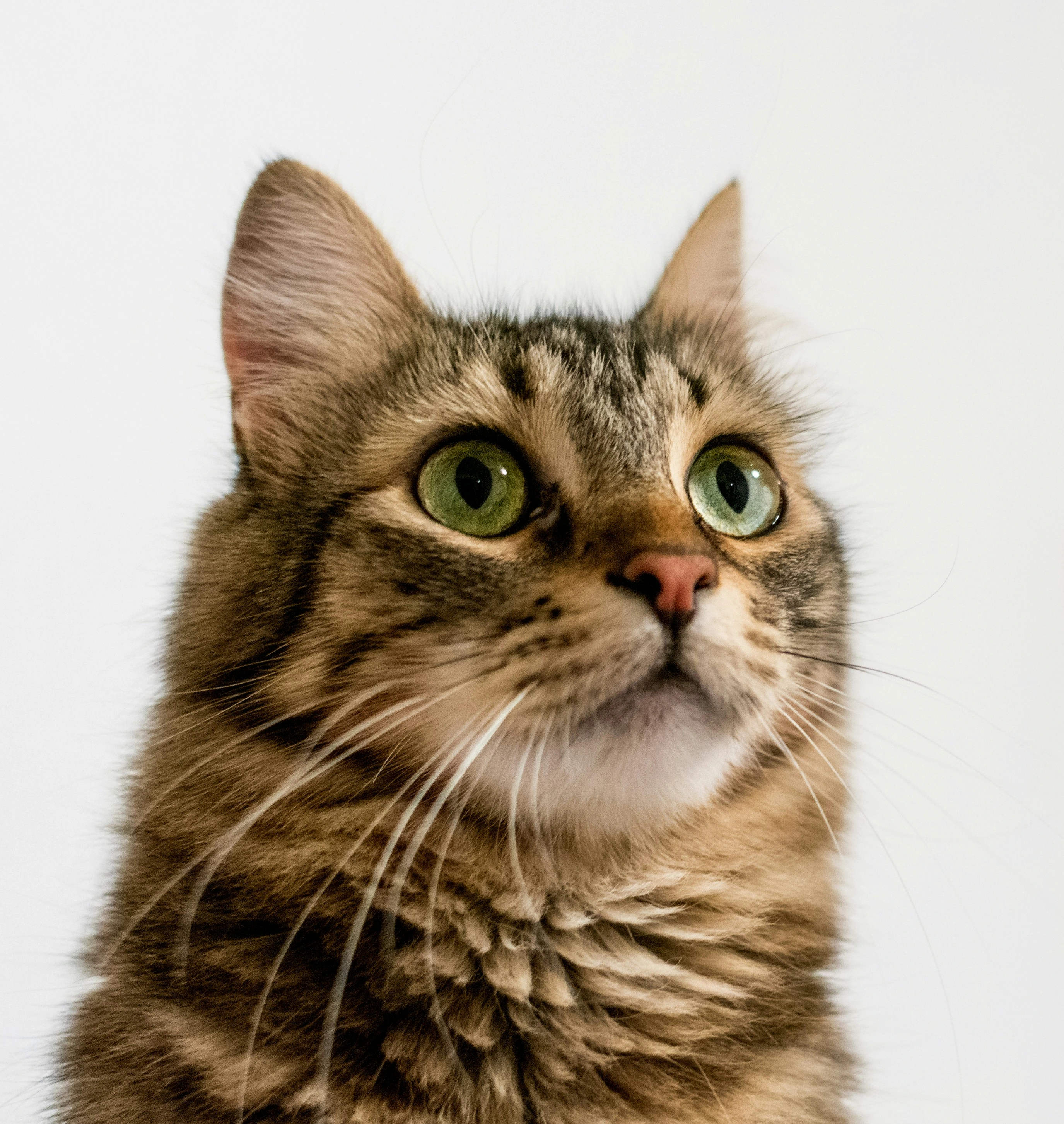 photo of pet alert